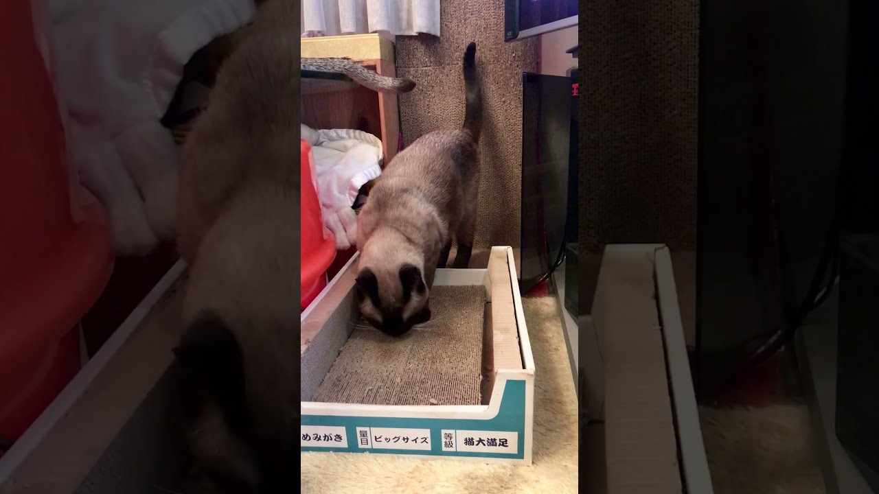 うっかりゴミを食べちゃったたぬき猫なのにゃ♪