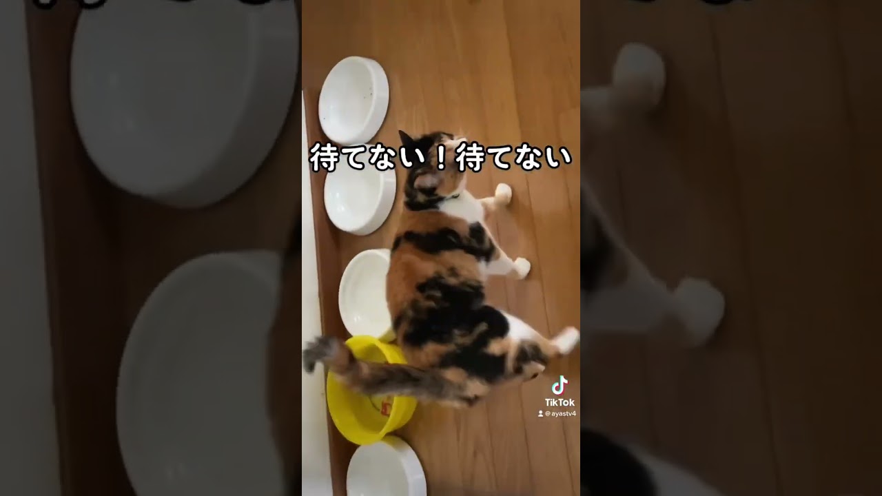 #シャム猫 #シャムミックス #三毛猫 #ご飯待ちきれない #早くして #猫のいる暮らし #shorts