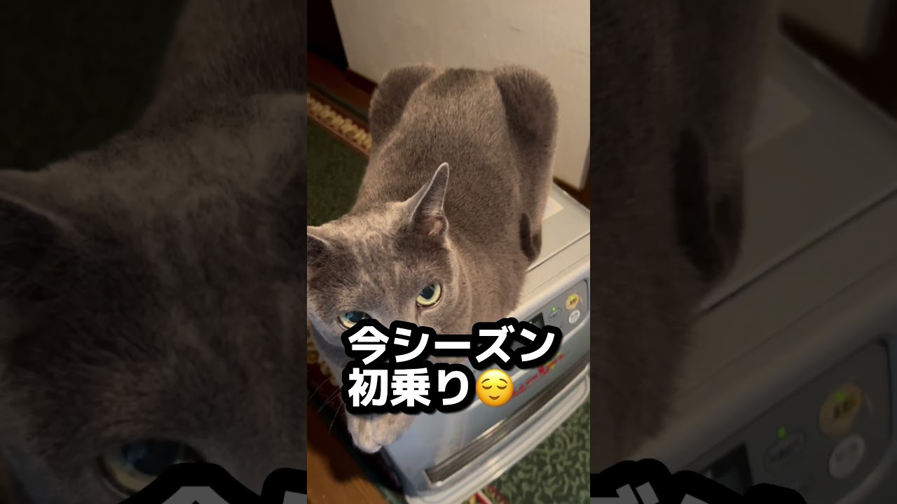 【ロシアンブルー】めろん冬の定番ポジション😌【猫】#shorts