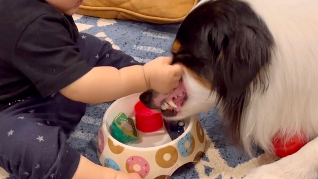 オモチャを返して欲しい娘と、絶対に返さない犬の攻防戦