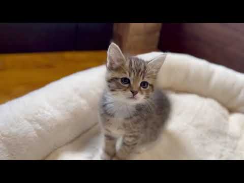 スコティッシュフォールド ブラウンタビーアンドホワイト（ショート）の男の子♪