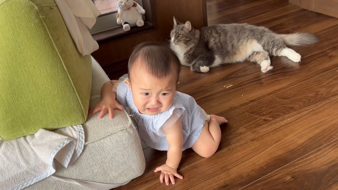 モノマネをするオモチャに泣き出す赤ちゃんと助けに来る猫　ノルウェージャンフォレストキャット　A baby who is scared of imitating toys