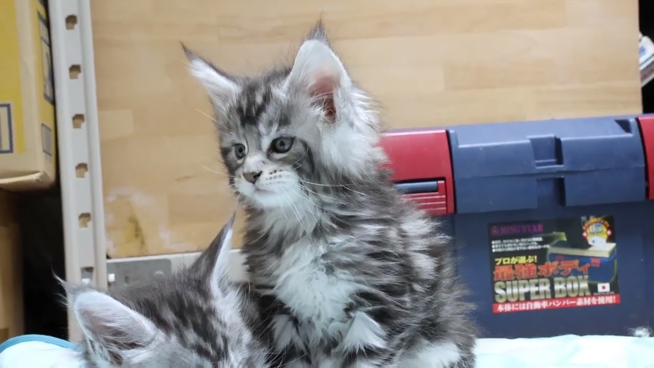 素晴らしいシルバーのメインクーン子猫