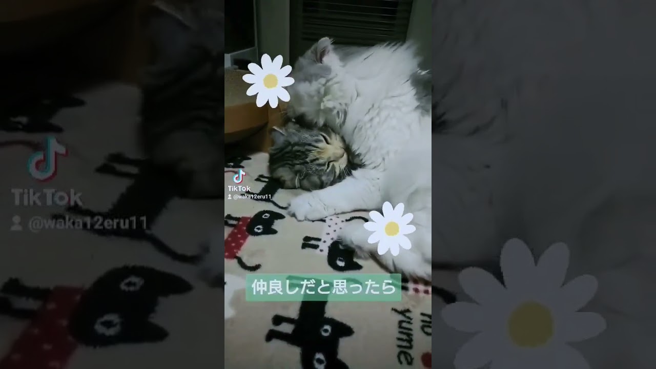 猫あるある😺#shorts #スコティッシュフォールド