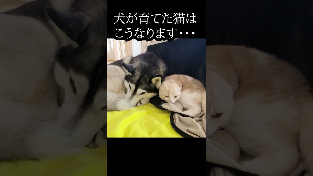 犬を見つけた子猫が...#shorts