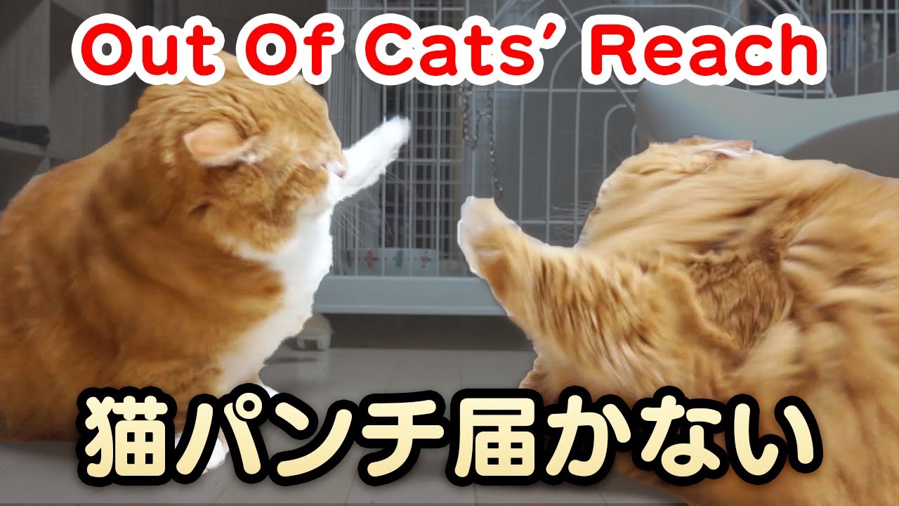 Out Of Cats' Reach 〜 短足マンチカンの猫パンチが届かない 〜  【マンチカンズ】