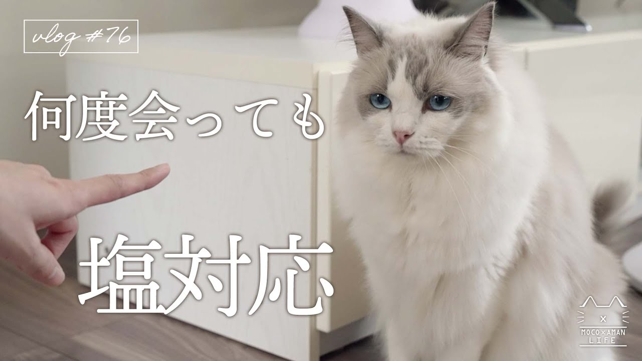 【陰キャ猫】何度会っても塩対応な猫が…？｜ラグドール猫 #76