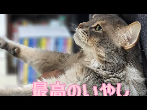 得意技:空中ふみふみ