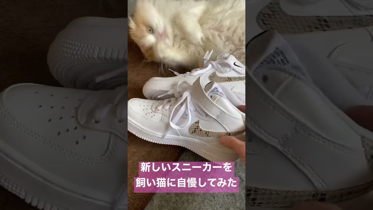 【猫に自慢】 #ねこ #猫 #cat #shorts #癒し #スコティッシュフォールド #スニーカー #エアフォース1 #nike