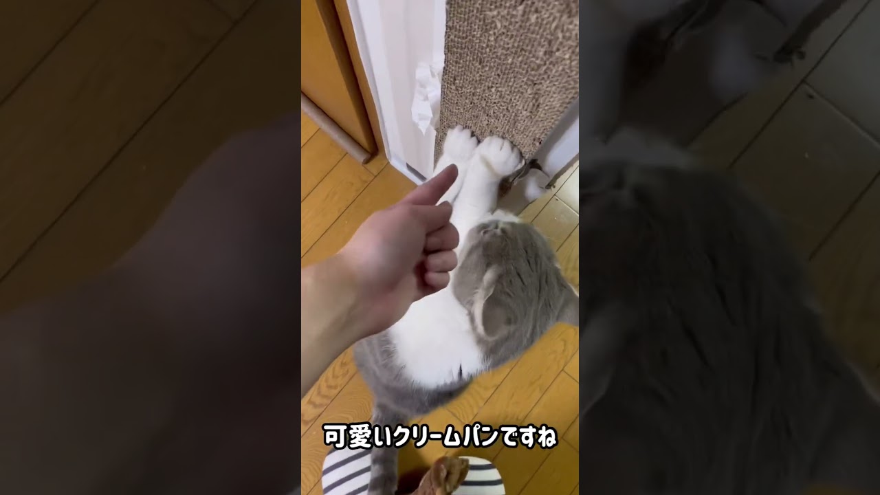 ご飯前のルーティンが可愛い猫　#shorts #子猫 #猫 #マンチカン #なす #cat #munchikin #猫のいる暮らし