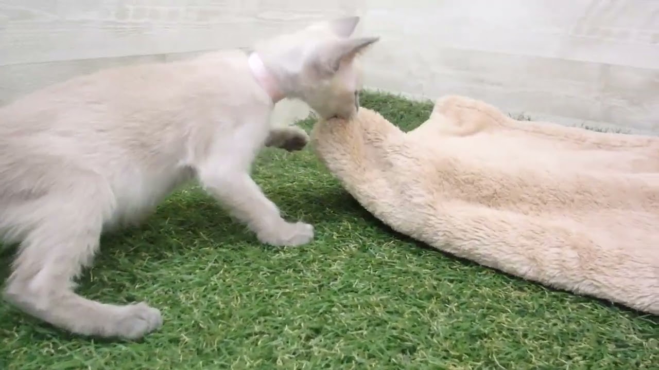 00589529 トンキニーズ