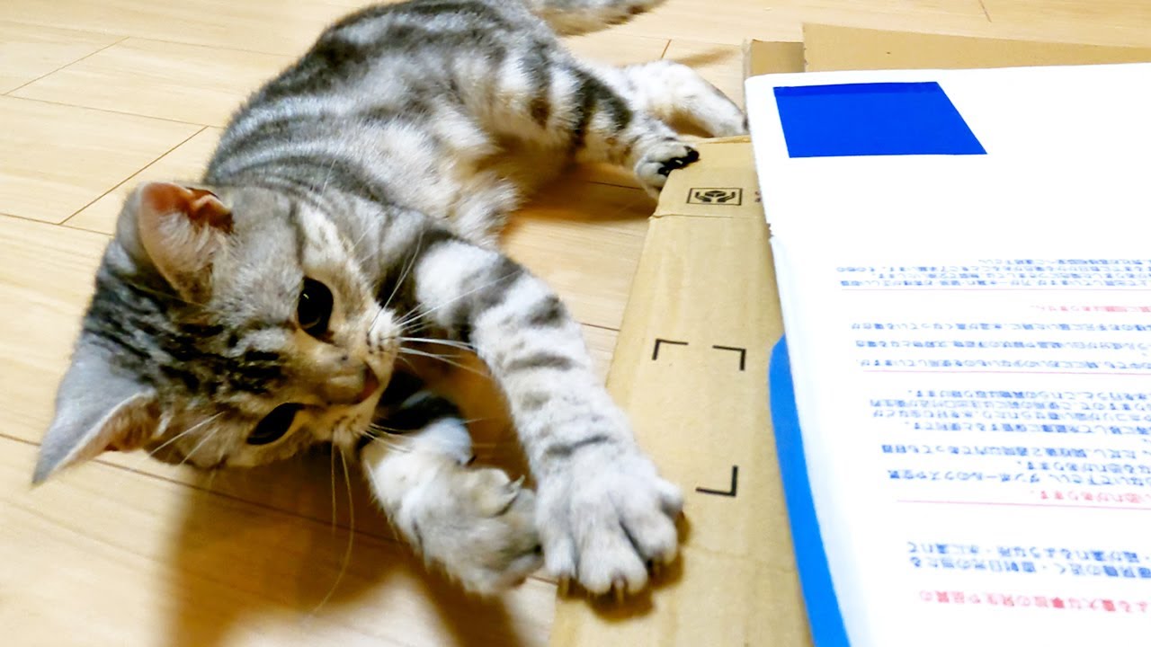 恒例のダンボール整理ではしゃぐ猫【アメリカンショートヘアー】