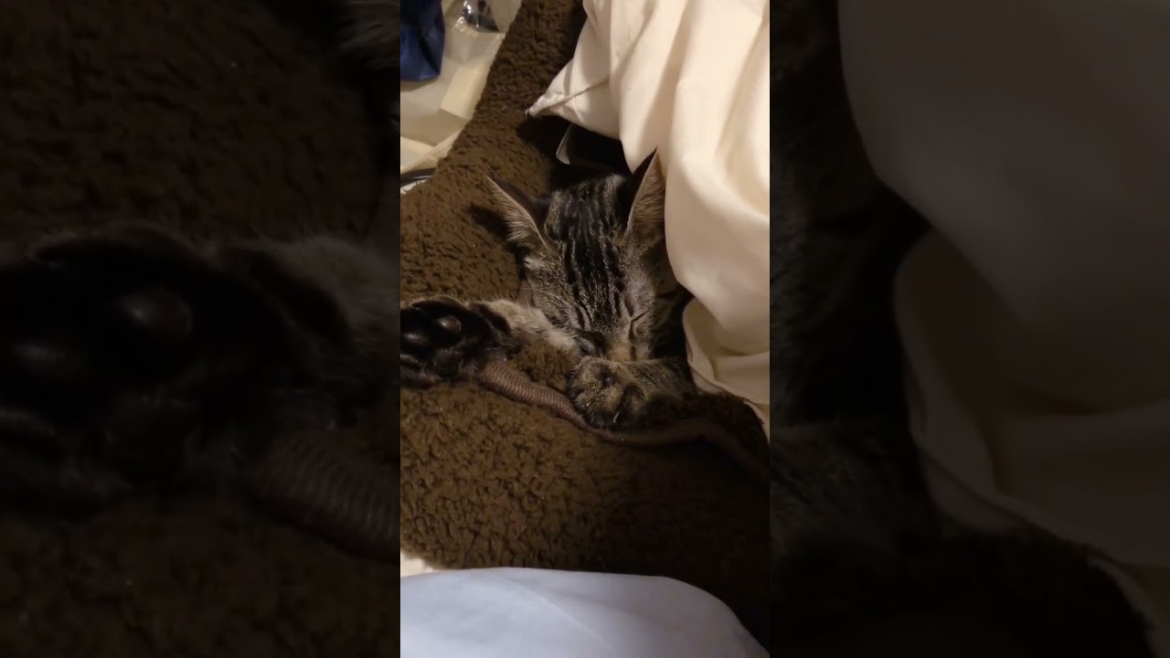 ふみふみしながら猫がログアウトしました