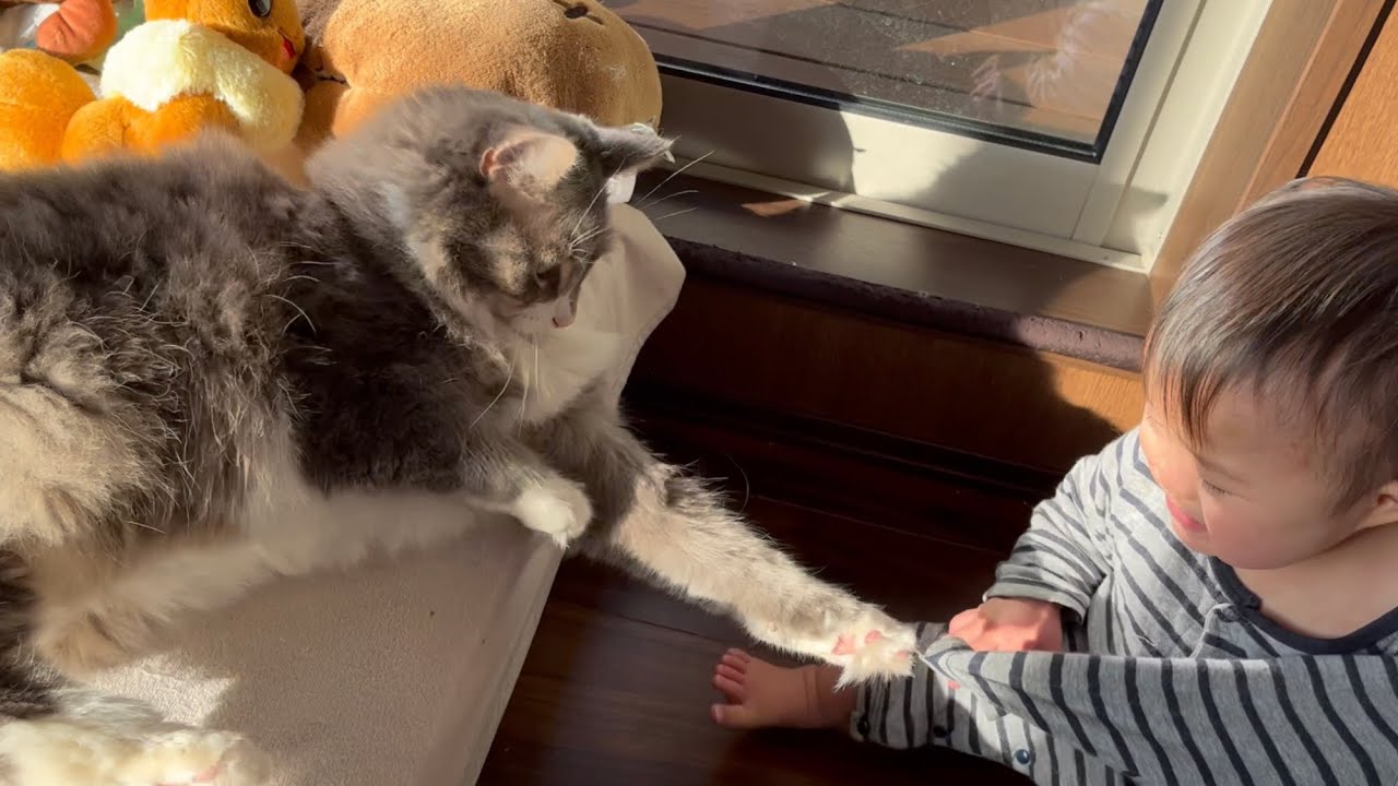 初めて猫に対して怒る赤ちゃんと困惑する猫　ノルウェージャンフォレストキャット　Cat got angry for the first time from a baby
