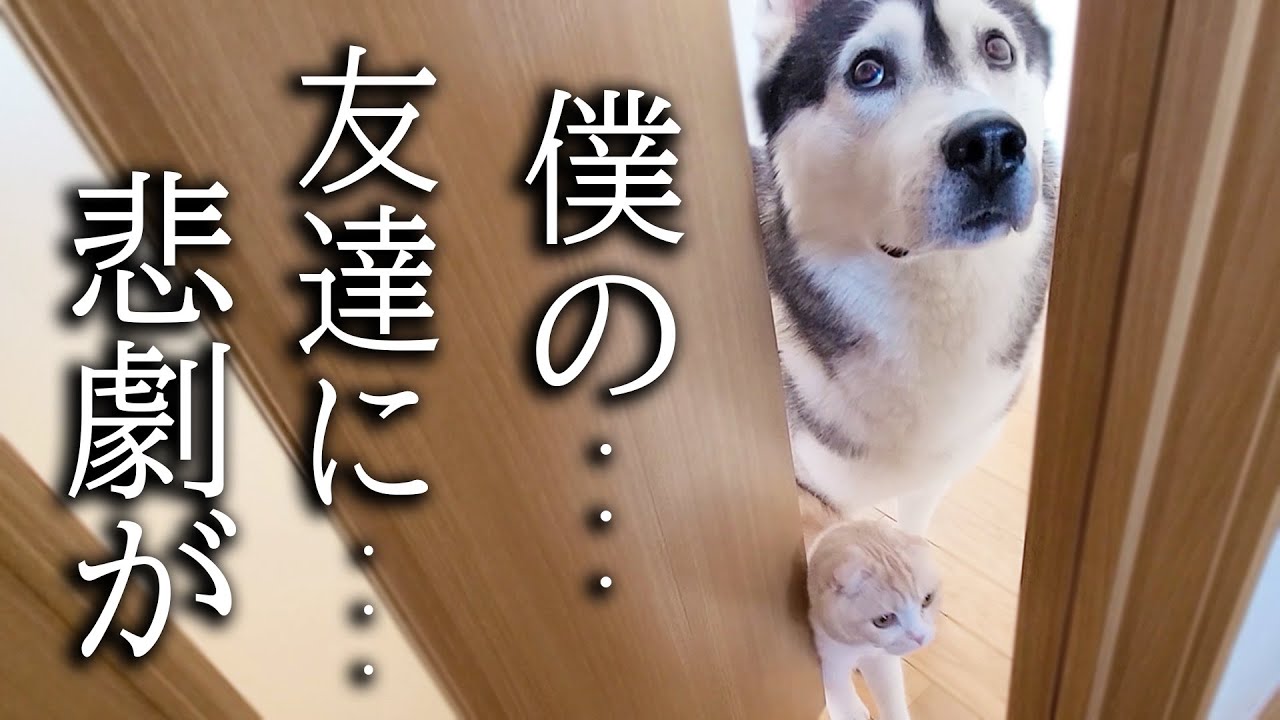 最愛の友達の悲劇を知らせに来た子猫とハスキー犬がこちら...