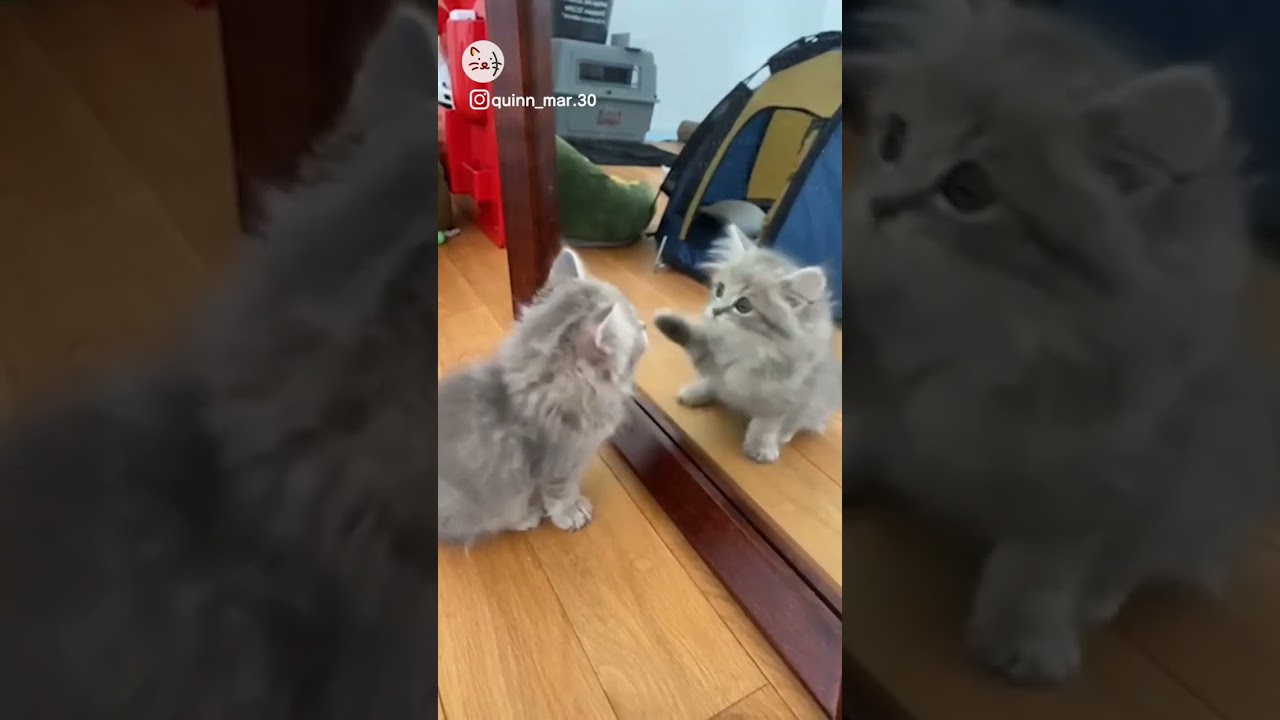 衝撃の事実！鏡を初めて目にするラガマフィン子猫ちゃん！Shocking facts🐈 #猫王国 #ラガマフィン #ラガマフィン子猫 #猫のいる暮らし #cat