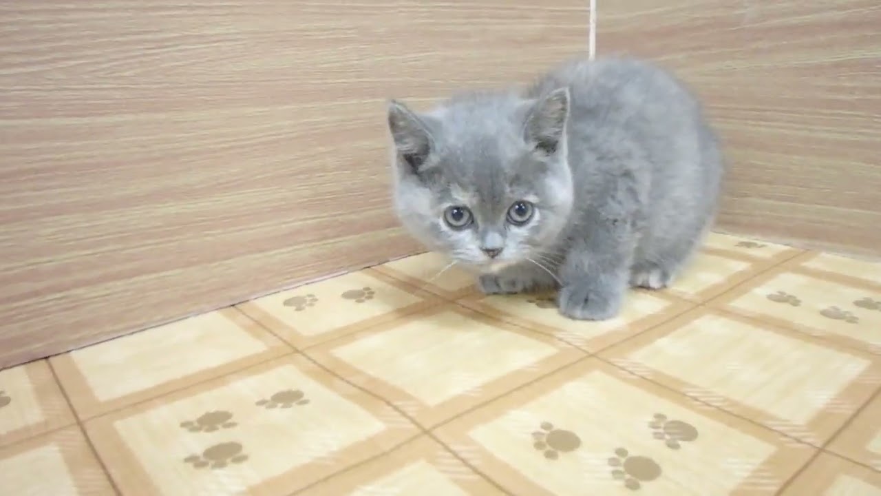 Coo&RIKU　No00614870 ブリティッシュショートヘアー