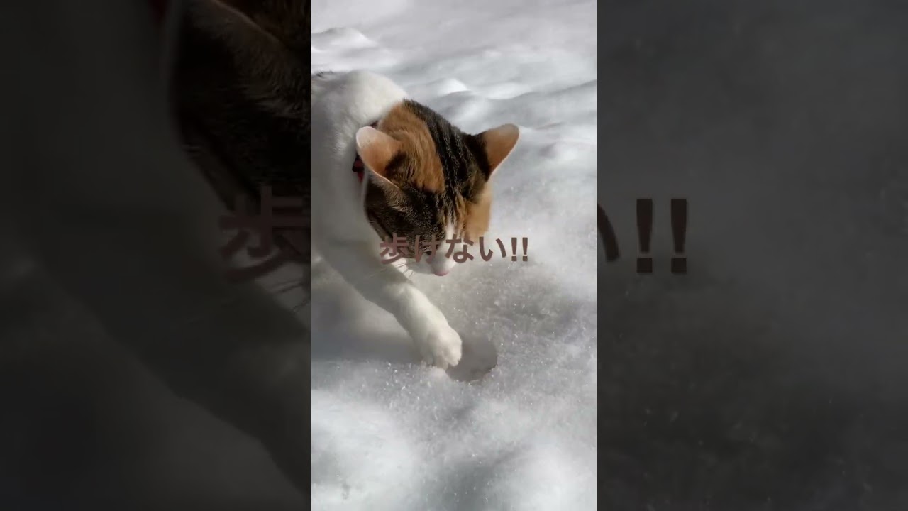 大雪で上手く歩けない猫‼︎ 【#shorts 】#スコティッシュフォールド