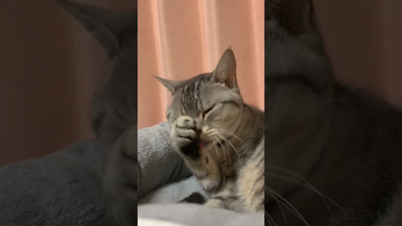 身だしなみを整えるのに忙しい猫！ #Shorts