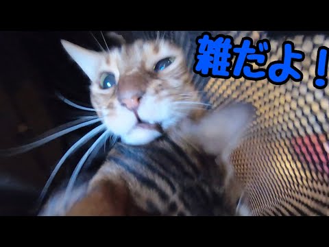 実家帰省の猫詰めが荒いと猫達から大ブーイング頂きました