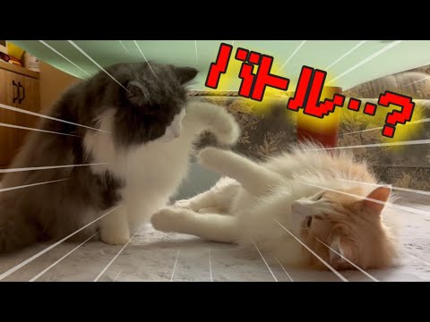 【猫パンチ!】ノルウェージャンフォレストキャットの渾身の一撃！？！？