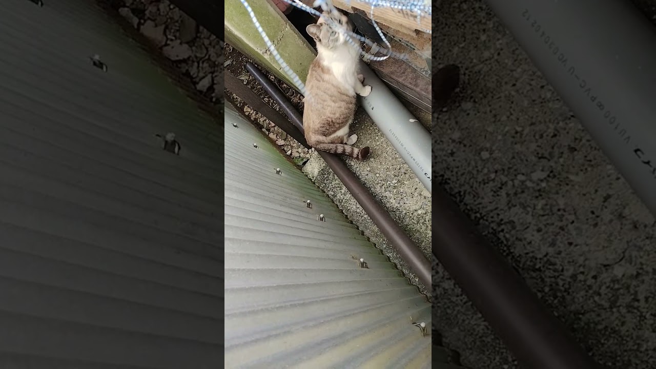 【シャム猫ミックス】 #short #猫動画 #funnycat