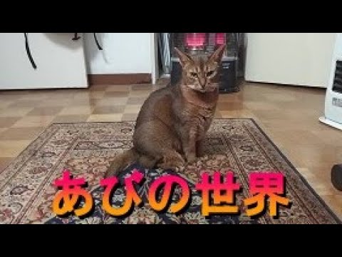ネコ動画あび＃338　あびの毎日　アビシニアン　あび
