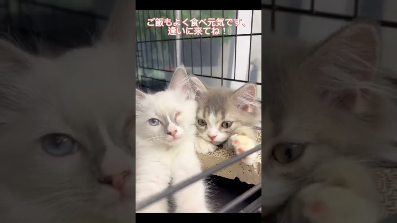 里親募集中🐈ラグドール🐱マンチカン🐈　アゴはネコ
