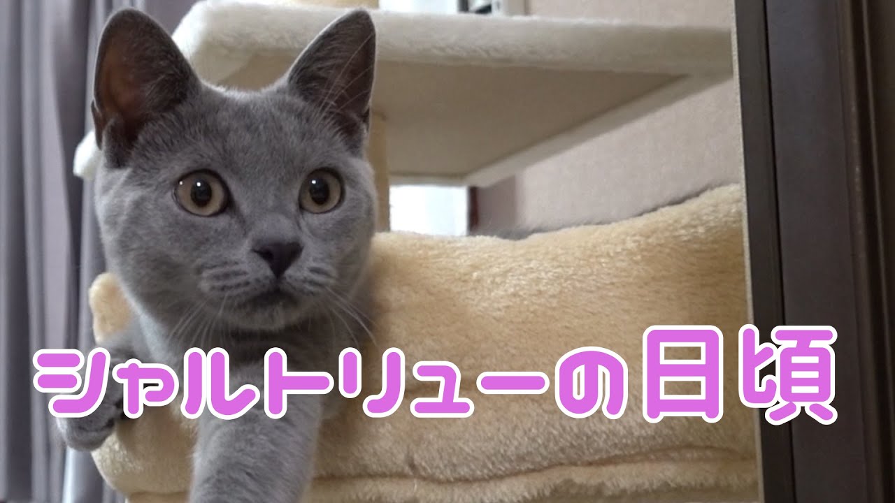 シャルトリューの子猫の日頃part①【遊んで寝る】