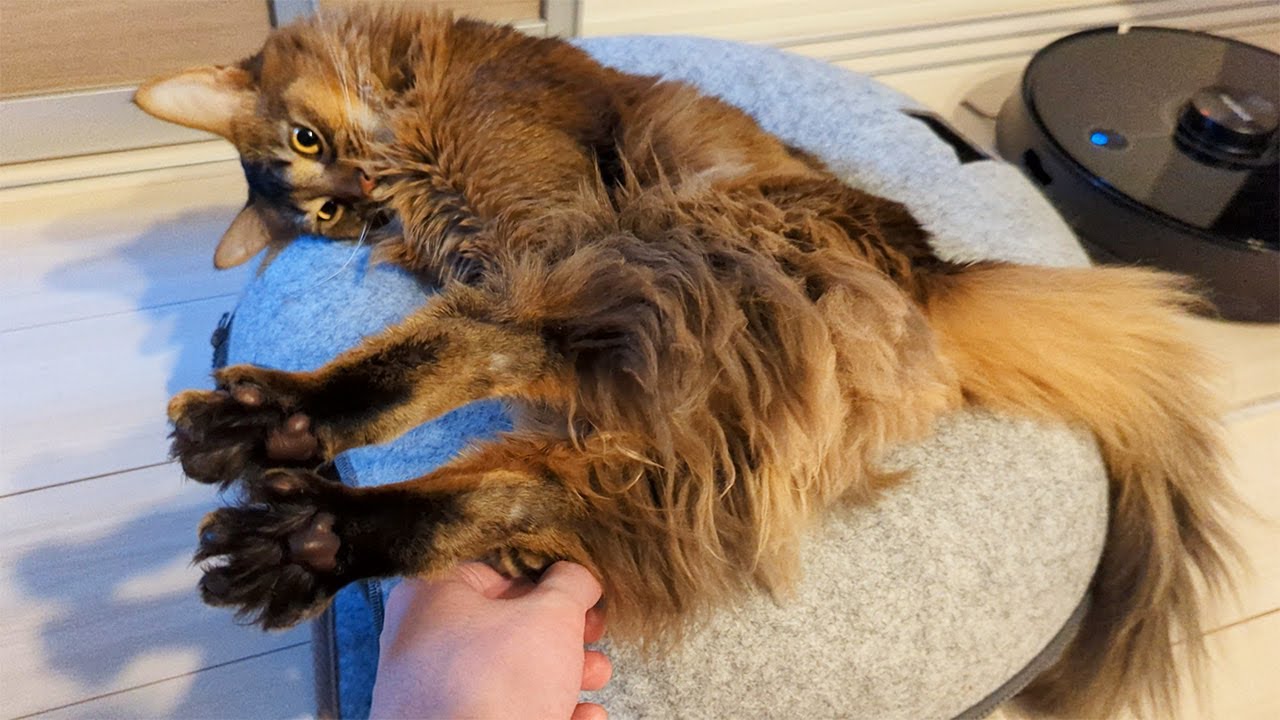【368日目】足ピーン #ソマリ #cat