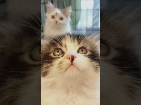 サイベリアンミックス😸ちゃん・スコティッシュフォールド😸ちゃん・　通常販売子猫ちゃん達　アゴはネコ