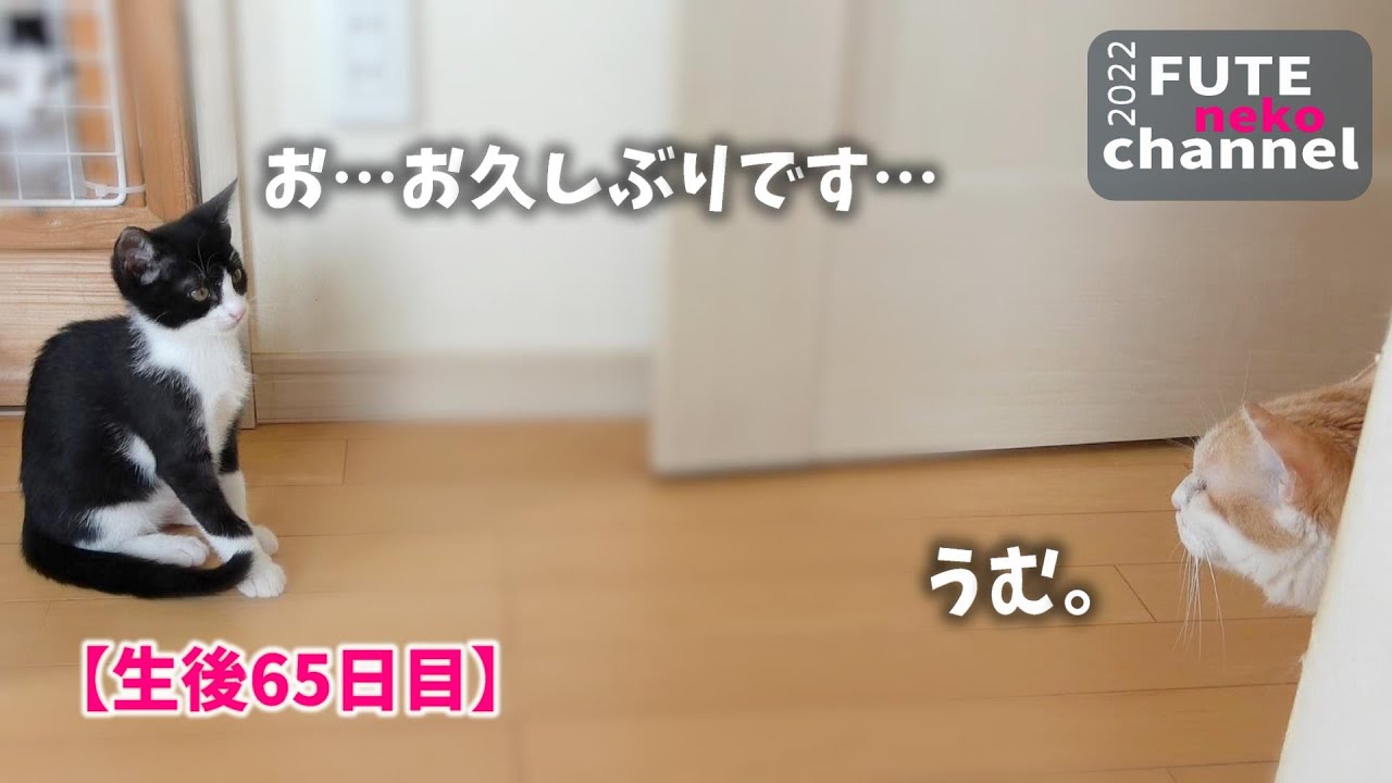 子猫を大人猫に会わせてみたら…｜てんと＆そら㊾【保護子猫】