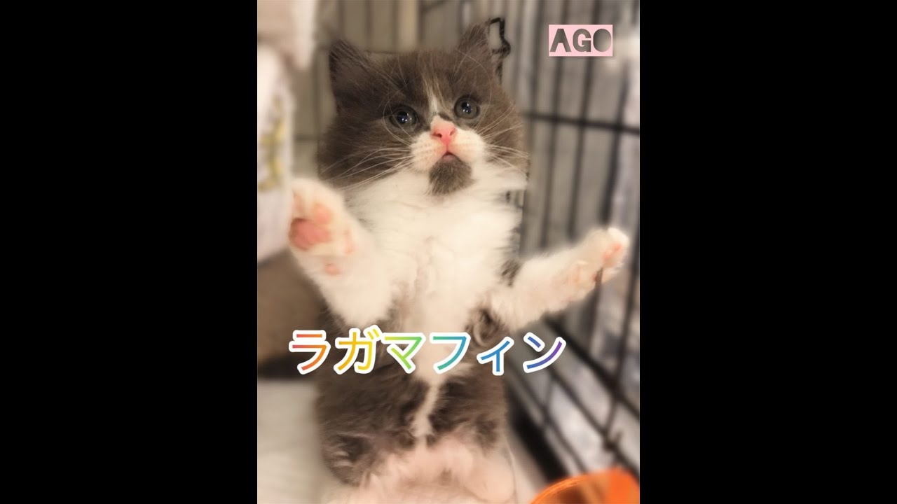 ラガマフィン　通常販売子猫ちゃん😸　アゴはネコ