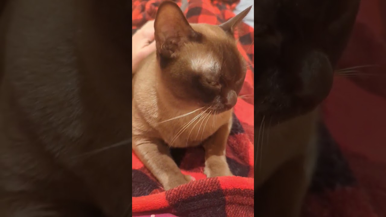 Tilda kneading and purring