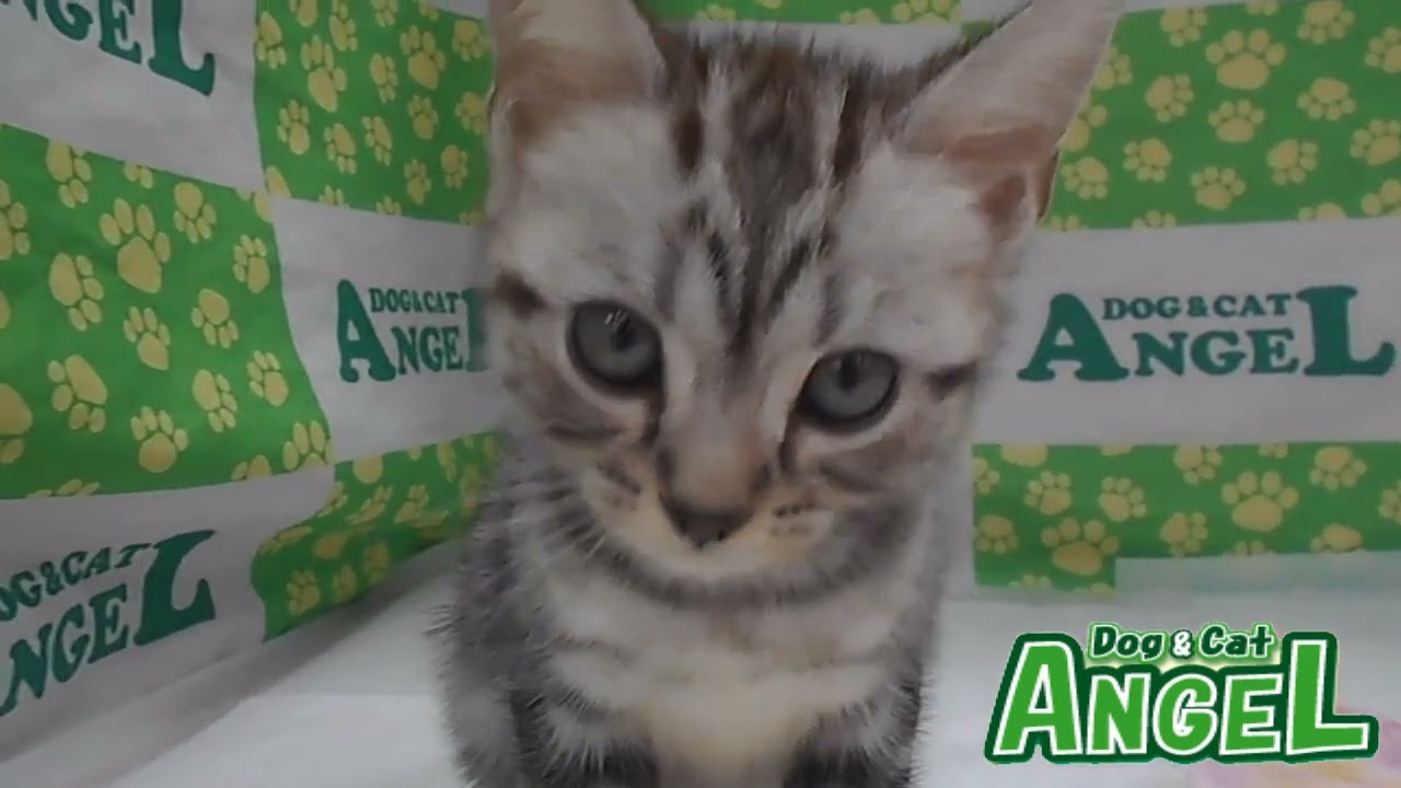 アメリカンショートヘアー 2301156 【ペットショップエンゼル　子犬・子猫販売】