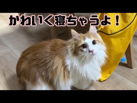 かわいく寝ちゃう猫【マリー（メインクーン）】