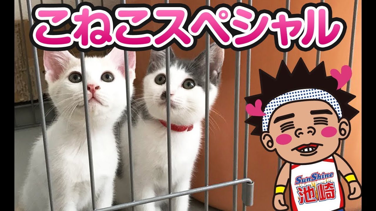 【子猫動画】子猫のふうらいSP　ふうらい絵巻~其の六~