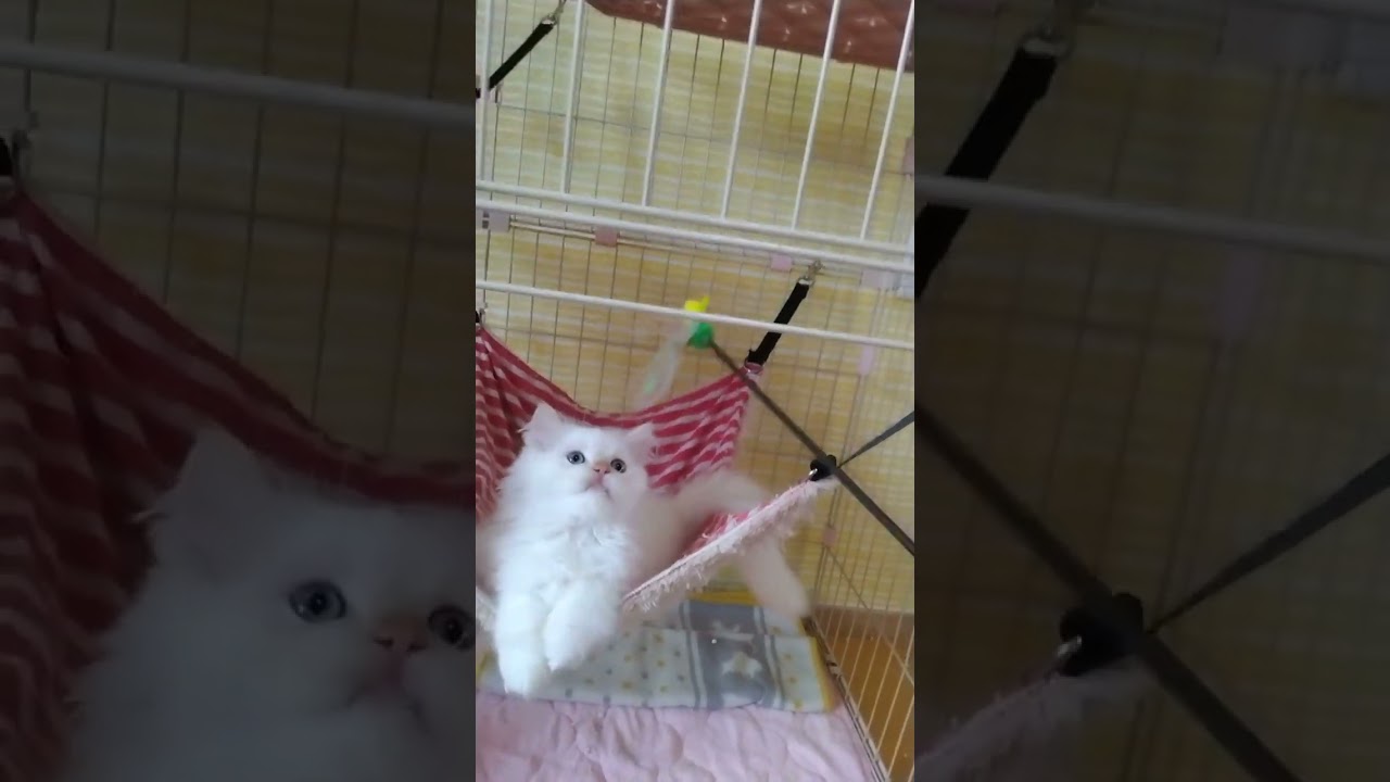 ヒマラヤン 【フレームポイント】可愛い顔の男の子