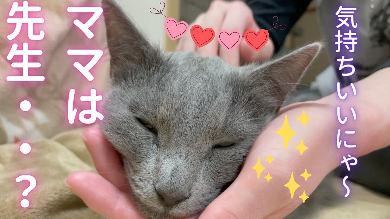 先生から講義を受けるパパ（ロシアンブルー）