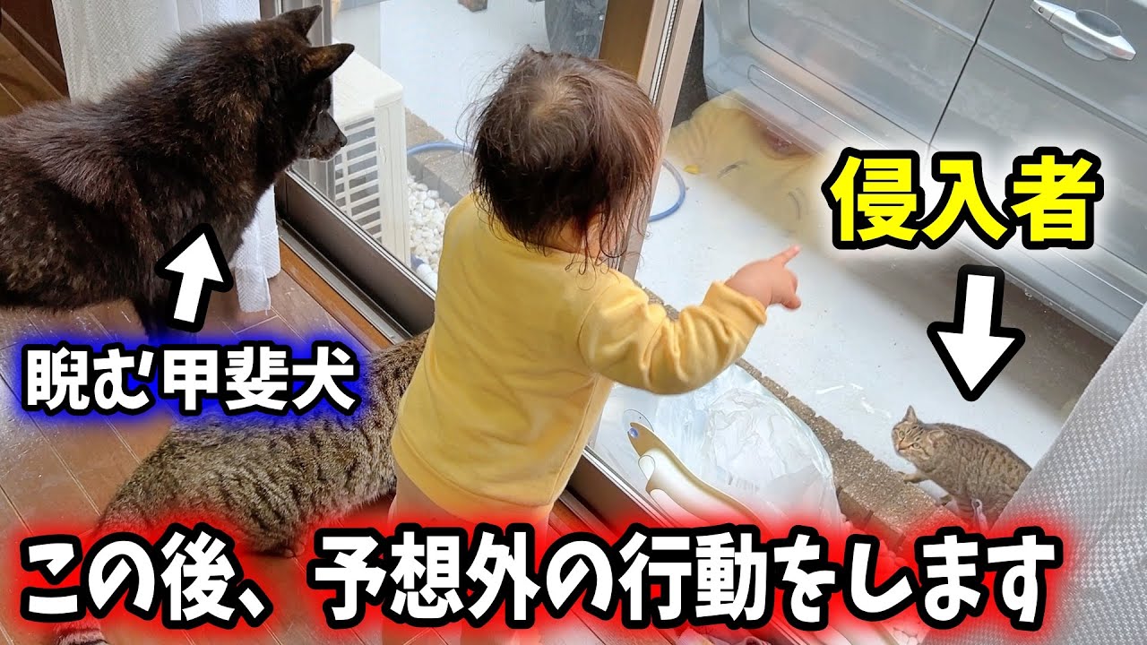 甲斐犬一休、侵入者が現れた時の行動が予想外すぎる件