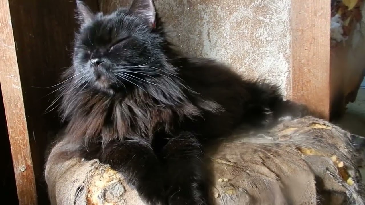Lucullus,the Selkirk Rex セルカークレックスのルクルス