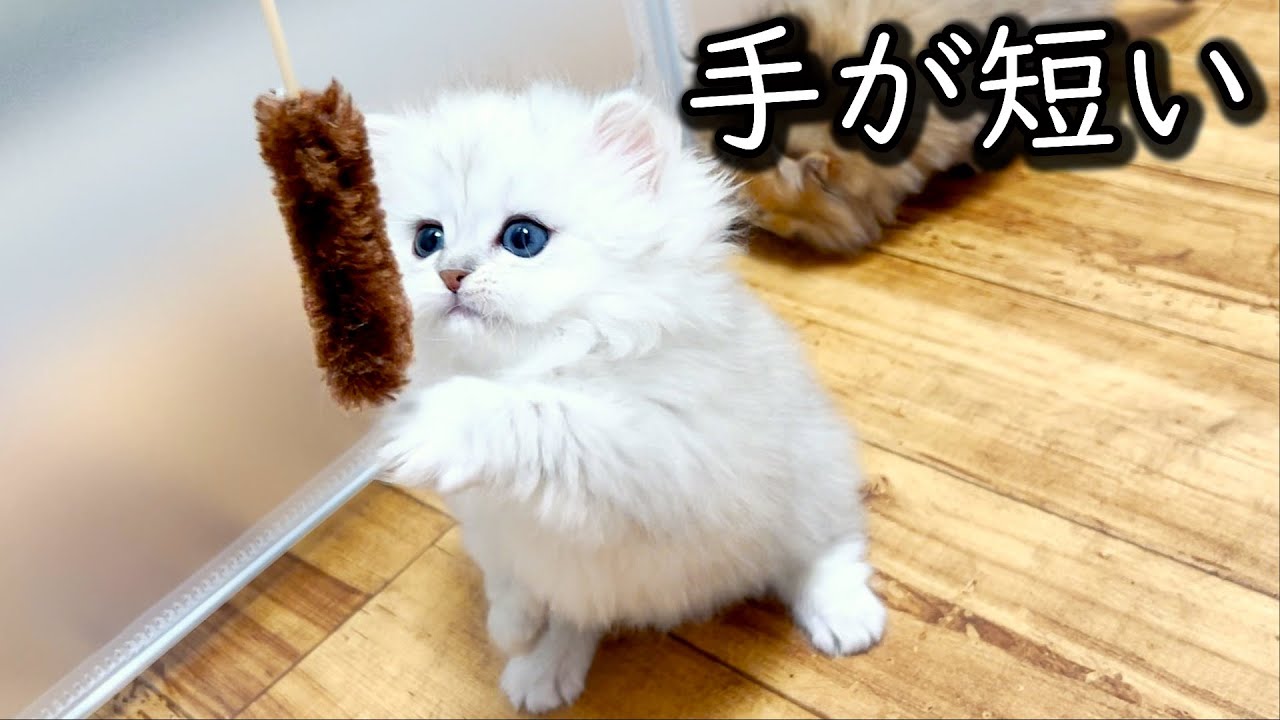 ♥子猫♥手が短くて可愛いは最強な件 ∼猫のいる生活Vol.558∼ 出産動画 マンチカン短足・ミヌエット・ペルシャ猫専門ブリーダー『ペット蔵人』【子猫の成長記録】