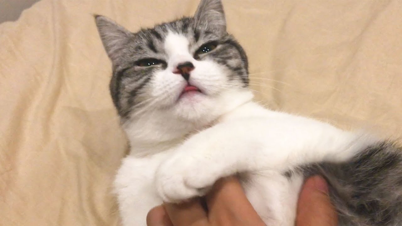 ぷにぷにの猫の肉球で遊んでみた【スコティッシュフォールド】