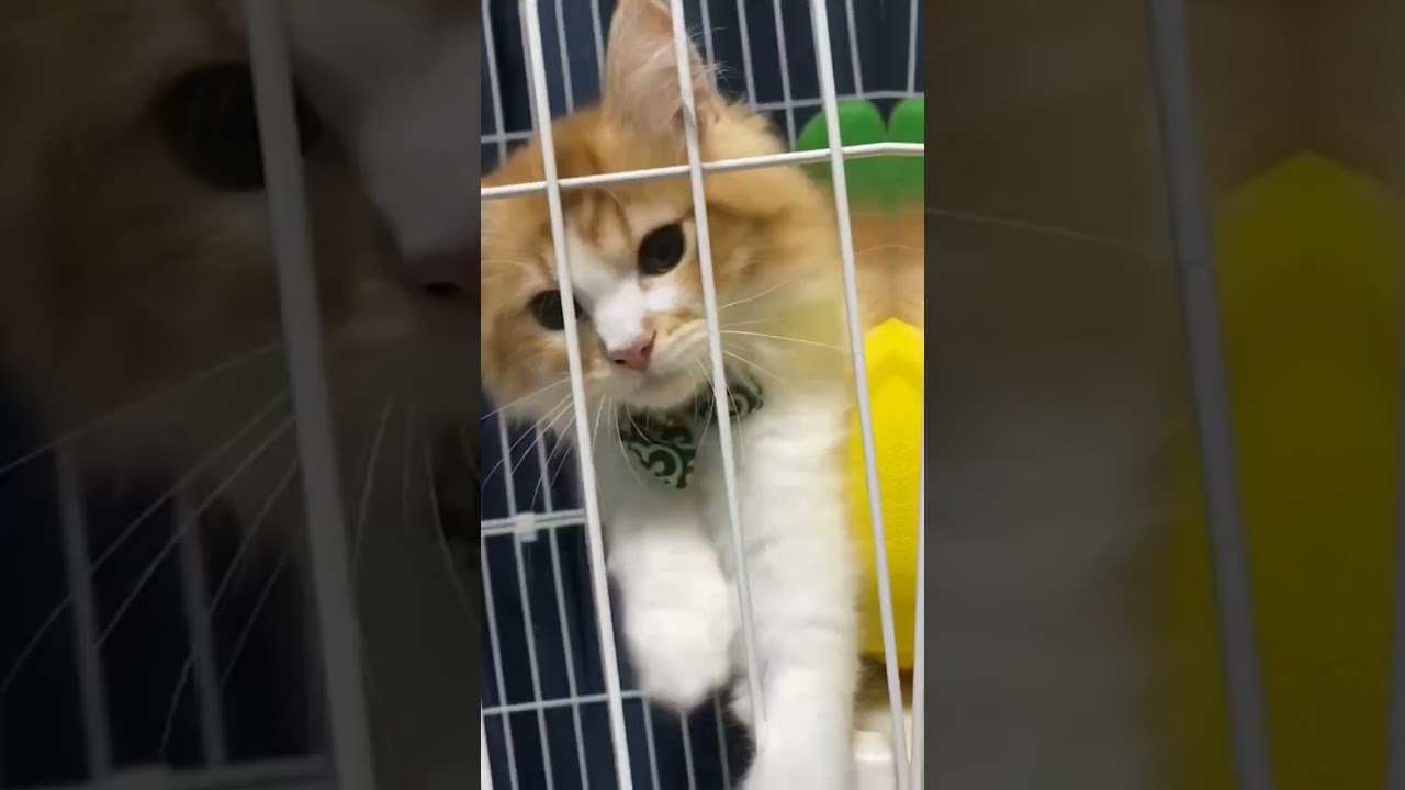 【多頭飼い】我が家のラガマフィンとキジトラ