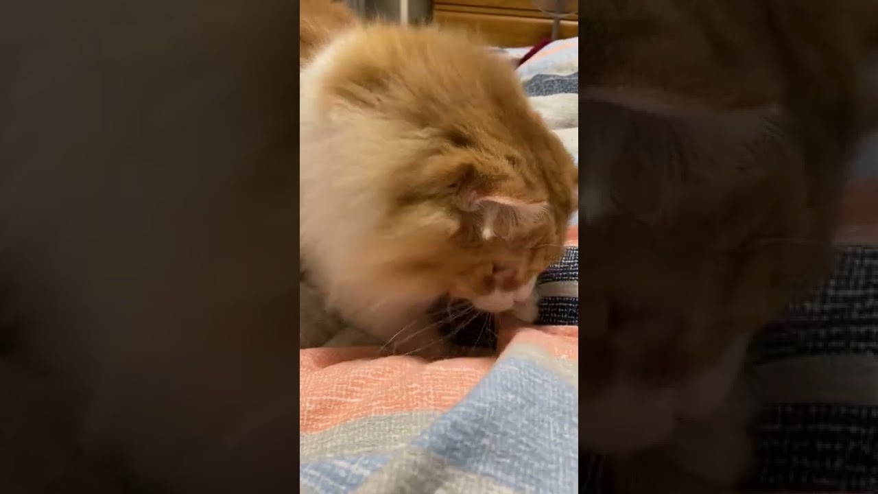 【ｱﾒﾘｶﾝｶｰﾙmocca】ホリホリする猫ｗ #shorts  #猫 #アメリカンカール #cat