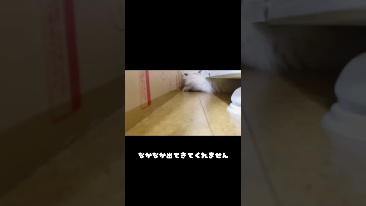 猫は液体って本当だった #サイベリアン #猫 #cats #子猫
