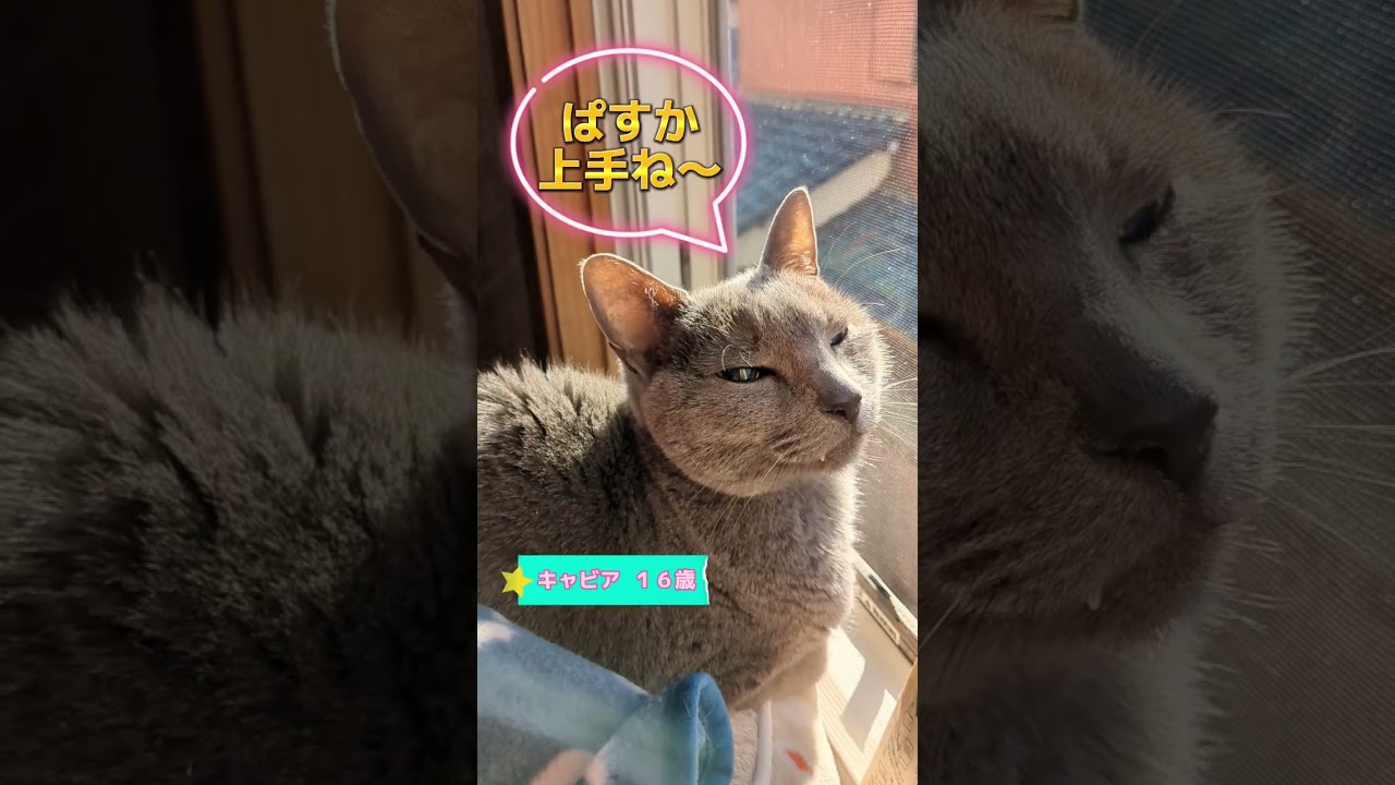 子猫のエステサロン🐈‍⬛💕 #ロシアンブルー #russianblue #子猫
