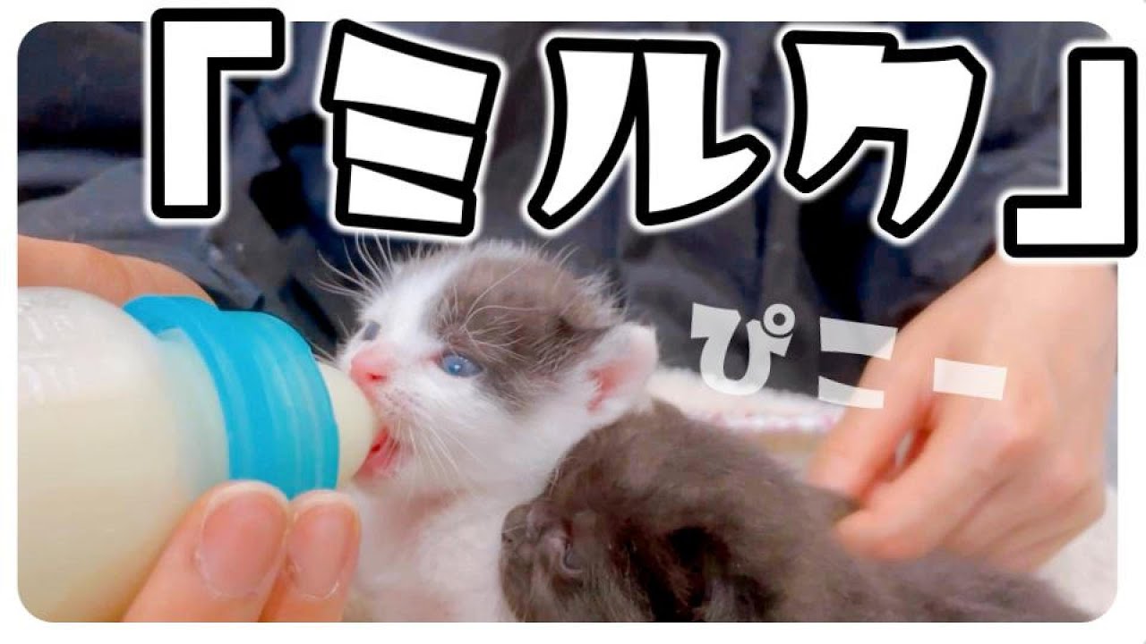 【子猫のミルク】耳をピコピコさせながら一生懸命飲んでます【保護猫生活8日目】