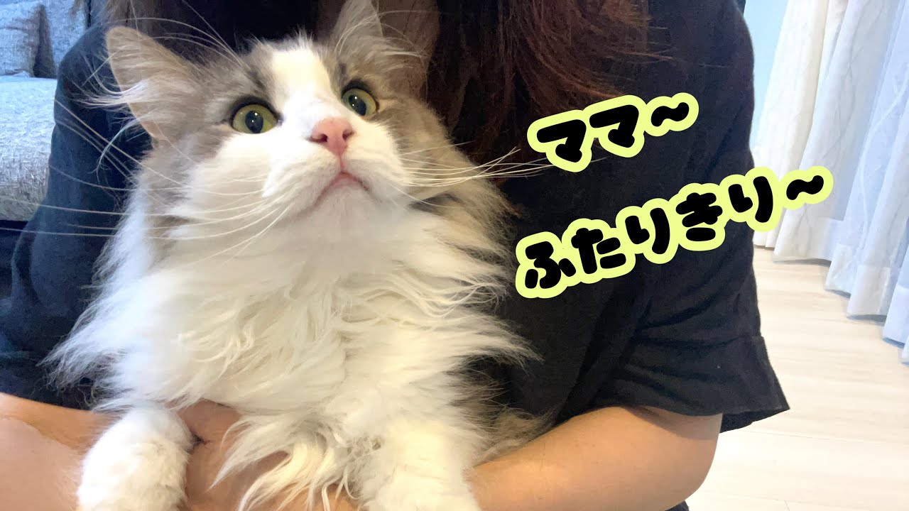 ふたりきりになりたい猫が3匹！あれこれ作戦たてるも結局こうなる💦ノルウェージャンフォレストキャット兄弟