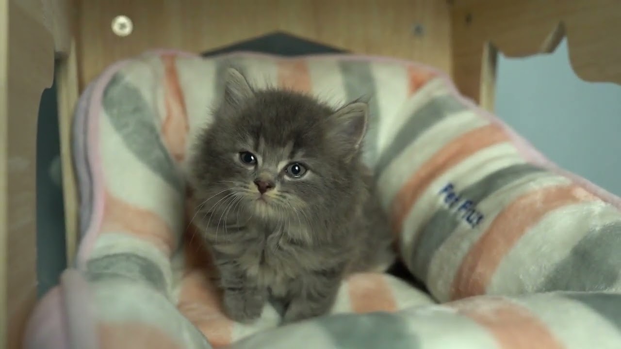 サイベリアンの男の子☆